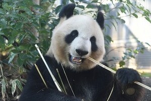 パンダ、和歌山でバンバン誕生　上野の赤ちゃん、騒ぎすぎでは？