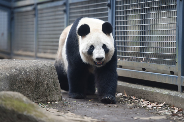 歩くシンシン　（C）（公財）東京動物園協会