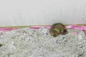 「猫カフェ」、経営者失踪で廃業の悲惨　店内には「汚物とゴミと猫の死骸」