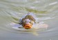 女性ホルモンでオスの魚がメス化　英研究者、河川の医薬品による汚染を指摘
