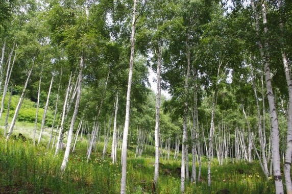 山の中に入る時は肌を出さないように
