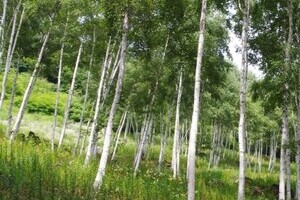小さな虫の噛み傷が1週間で命の危険　全国各地でツツガムシに警戒せよ