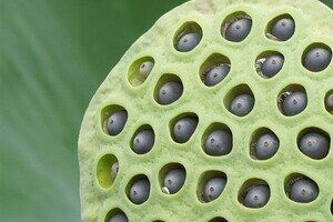 細かなツブツブや穴が密集した画像はなぜゾッとする？　英研究者「病気への嫌悪感が過剰に反応」