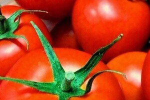 トマトはイモムシを共食いさせ身を守る　葉の味をまずく栄養価を下げる二重作戦