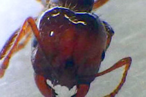 ヒアリの天敵「ゾンビバエ」が怖すぎる　生きたままヒアリの脳を食べ、生首ポロリ！