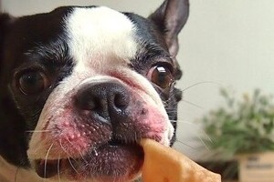 犬にぶどうを絶対食べさせてはダメ！　「レーズンパン盗み食い」恐怖の体験記