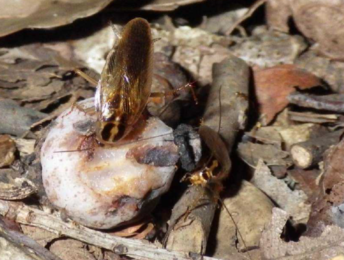 ギンリョウソウの果肉を食べるモリチャバネゴキブリ（熊本大学の発表資料より）