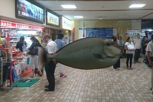 幻の「スカイフィッシュ」写真が人気　空港で「魚が飛んでる」!?