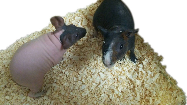 展示されている「スキニーギニアピッグ」（画像はプレスリリースより）