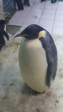 写真は「たけまる」さんのツイートより