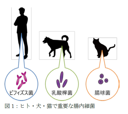 ニャンコはいつまでも元気で。図は人・犬・猫の「善玉菌」（東京大学などの発表資料より）