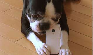 NITEの再現実験で、携帯電話にかみついて遊ぶ犬（NITEの発表資料より）