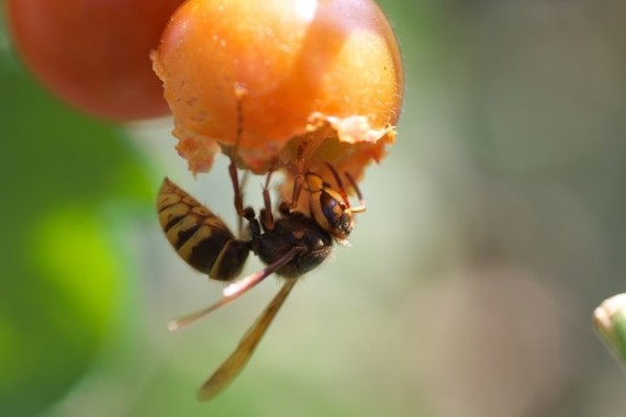 雑食性のキイロスズメバチ