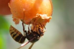 この秋キイロスズメバチ大量発生　刺されなくても「毒液攻撃」が怖い