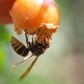 この秋キイロスズメバチ大量発生　刺されなくても「毒液攻撃」が怖い