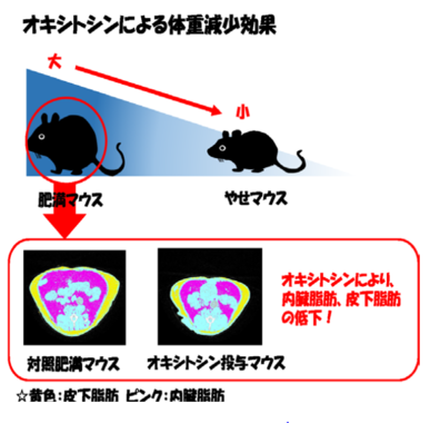 太ったマウスほど体重減少効果（福島県立医科大学の発表資料より）
