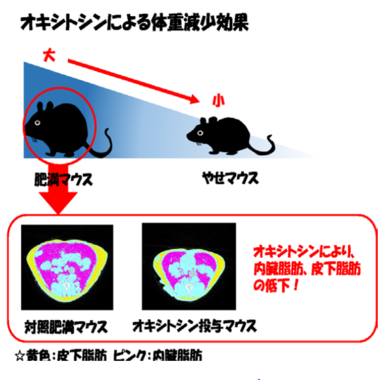 太ったマウスほど体重減少効果（福島県立医科大学の発表資料より）
