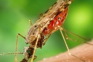 治療薬の効かないマラリアが東南アジアで流行中　研究者らは拡大を懸念