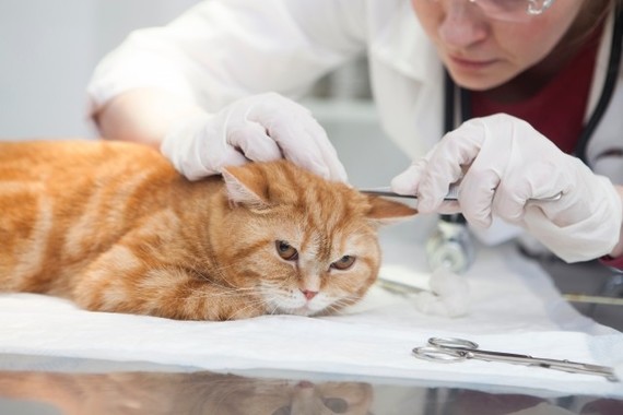 獣医師から診察を受ける猫