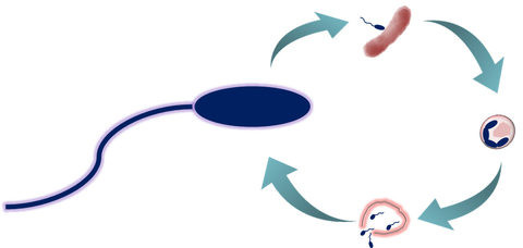 ブデロビブリオ・バクテリオヴォルスが病原菌を死滅させるサイクル（沖縄科学技術大学院大学提供）