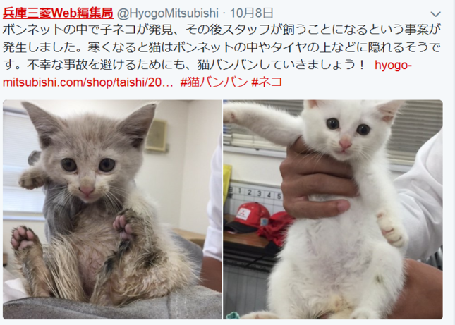 車のエンジンルームから子猫を救出 悲劇を防ぐためボンネットを叩こう J Cast ニュース 全文表示