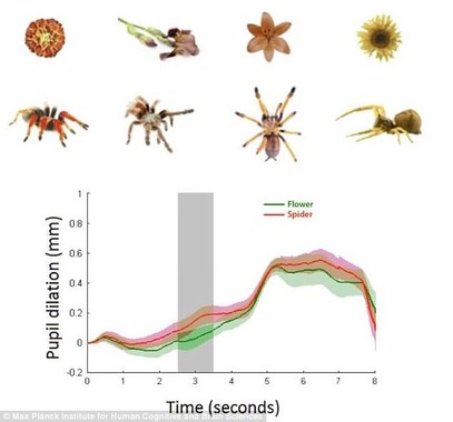 赤ちゃんが同じサイズ・色の花の代わりにクモを見た瞬間、瞳孔が大きく拡張したグラフ（MPIのプレスリリースより）