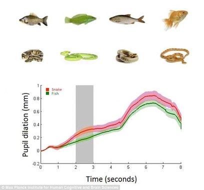 赤ちゃんが同じサイズ・色の魚の代わりにヘビを見た瞬間、瞳孔が大きく拡張したグラフ（MPIのプレスリリースより）