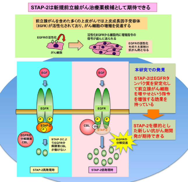 前立腺がん細胞の増殖の仕組み（北海道大学の発表資料より）