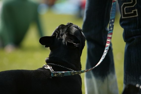 飼い犬には首輪とリードを（写真と本文は関係ありません）