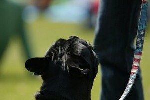 かわいい小型犬でも「噛む力」強い　韓流スターのペットが死亡事故起こす