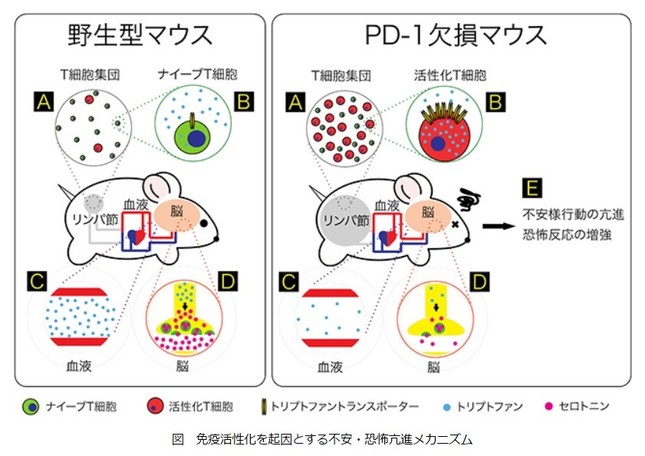 病気になると元気がなくなるマウスの実験（理化学研究所の発表資料より）