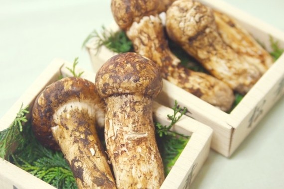 マツタケ、今秋は庶民の口に入るか？