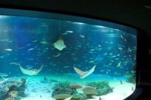 サンシャイン水族館、魚大量死で「神対応」 「これはもう1度行くしかない」の声も