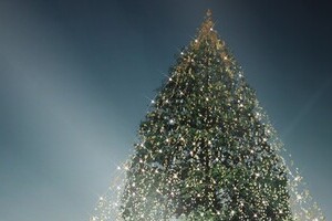 樹齢150年の巨木を富山から神戸へ　「鎮魂」「世界一」企画への批判に実行委員会「残念」