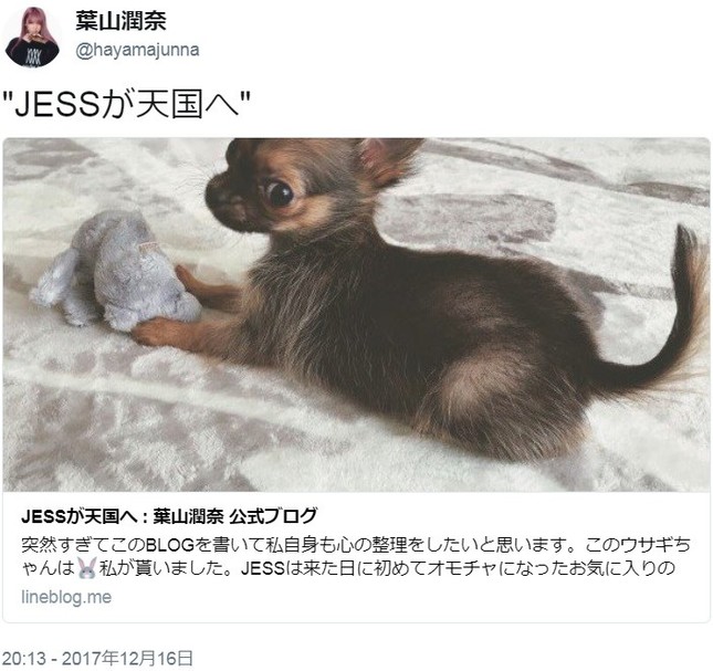 愛犬の事故死を報告したモデルに中傷（画像は葉山さんのツイッターより）