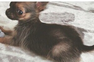 モデル・葉山潤奈「私は犬殺しではありません」　ネット中傷に反論「あれは不慮の事故」