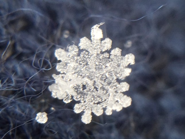 茨城県つくば市で観測された雪の結晶　（荒木健太郎研究官提供）