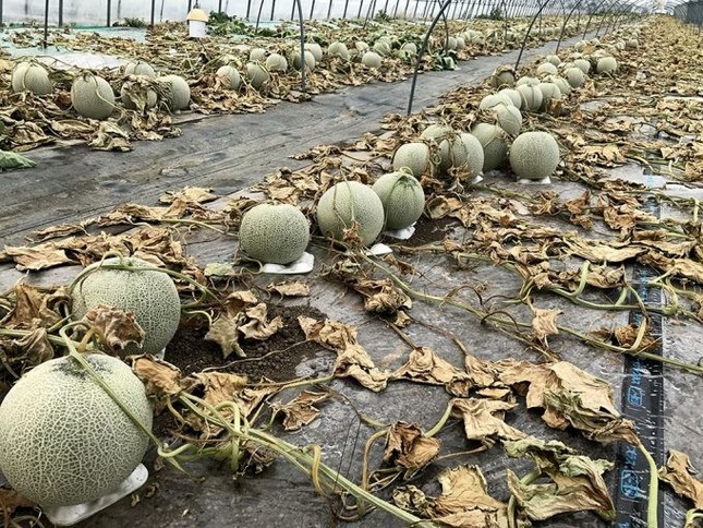 （寺沢農園の公式ブログから）