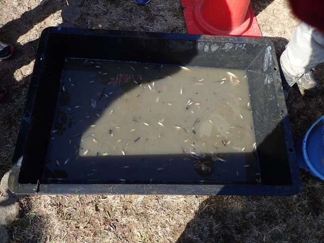 捕まえた魚を保管する容器。泥水の中に、大量の小型魚の死体が浮いている（写真は常川真さん提供）