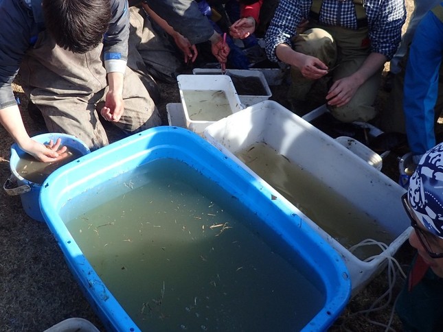 捕まえた魚の識別作業。当初、綺麗な水は用意されていなかったという（同）