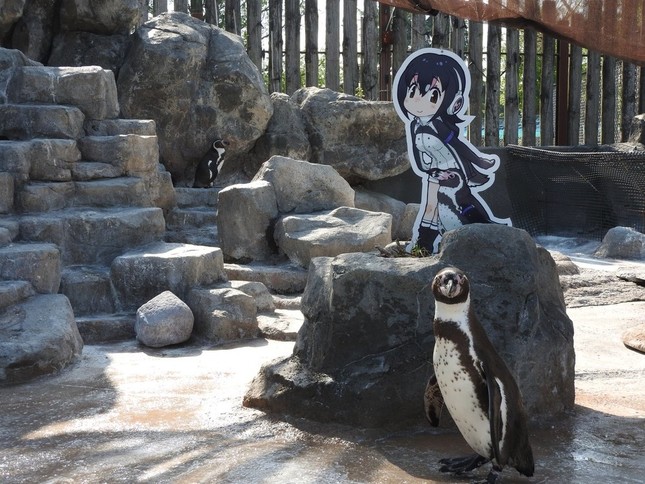 ペンギン舎に帰ってきた「フルルとグレープ君」のパネル（東武動物公園ツイッターより）