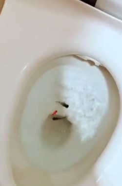 トイレで水に流される金魚（投稿動画から）