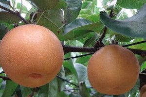 金足農校則「リンゴを盗むと停学」はホント？　教頭に真偽を聞くと...