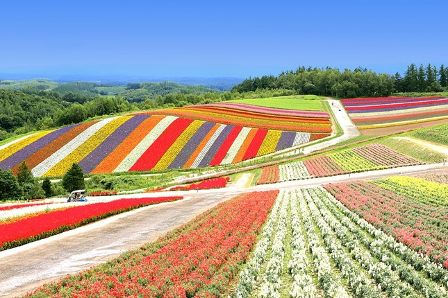 こんな美瑛のお花畑にも踏み荒らしが