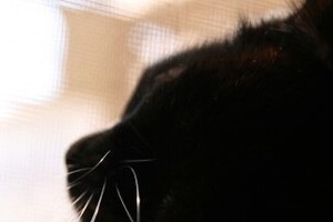 「黒猫はインスタ映えしないので手放す人が増加」　イギリスの例をテレビ紹介、本当なの？日本では？