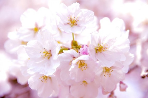 桜への高い関心が…