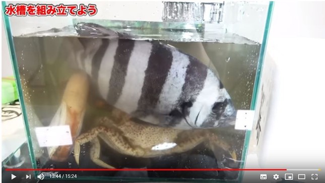 生き物が可哀想 魚で遊んでるだけ 人気youtuberのアクアリウム作りが 悪意しか感じない と炎上する J Cast ニュース