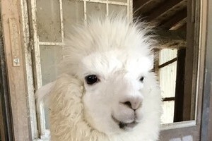 頭だけモフモフの「毛刈りされたアルパカ」　熱中症にならないの？飼育員に聞くと...