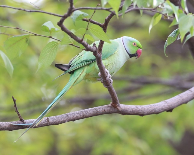 「ワカケホンセイインコ」のオス。首の周りに「輪」のような模様があるのが特徴