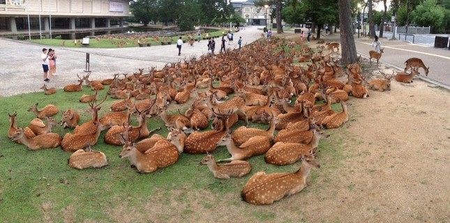 「鹿だまり」の様子（画像は同博物館の別の職員が16日19時頃撮影、提供）（3）